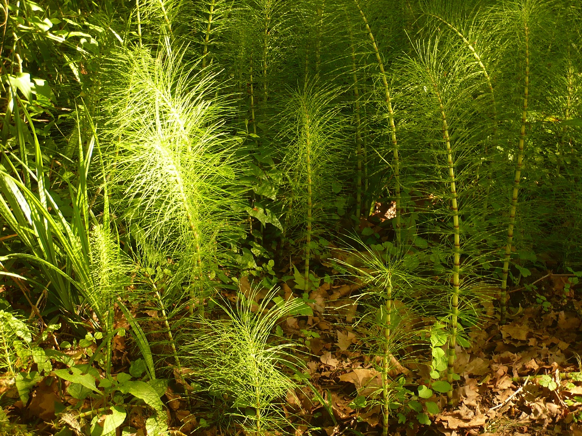 Equisetum telmateia subsp. telmateia (Equisetaceae)